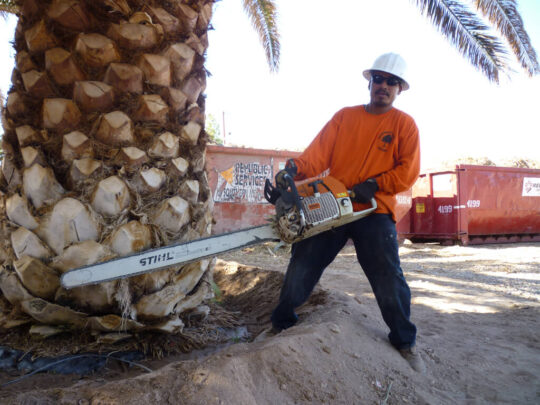 Palm Tree Trimming & Palm Tree Removal-Palm Springs Tree Trimming and Tree Removal Services-We Offer Tree Trimming Services, Tree Removal, Tree Pruning, Tree Cutting, Residential and Commercial Tree Trimming Services, Storm Damage, Emergency Tree Removal, Land Clearing, Tree Companies, Tree Care Service, Stump Grinding, and we're the Best Tree Trimming Company Near You Guaranteed!