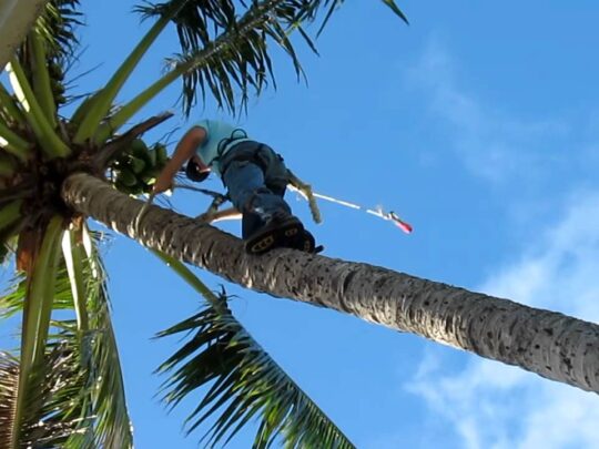 Palm Tree Trimming-Palm Springs Tree Trimming and Tree Removal Services-We Offer Tree Trimming Services, Tree Removal, Tree Pruning, Tree Cutting, Residential and Commercial Tree Trimming Services, Storm Damage, Emergency Tree Removal, Land Clearing, Tree Companies, Tree Care Service, Stump Grinding, and we're the Best Tree Trimming Company Near You Guaranteed!