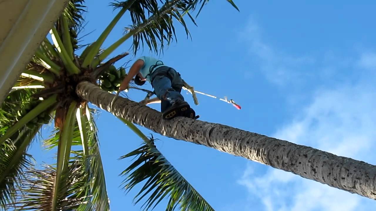 Palm Tree Trimming-Palm Springs Tree Trimming and Tree Removal Services-We Offer Tree Trimming Services, Tree Removal, Tree Pruning, Tree Cutting, Residential and Commercial Tree Trimming Services, Storm Damage, Emergency Tree Removal, Land Clearing, Tree Companies, Tree Care Service, Stump Grinding, and we're the Best Tree Trimming Company Near You Guaranteed!