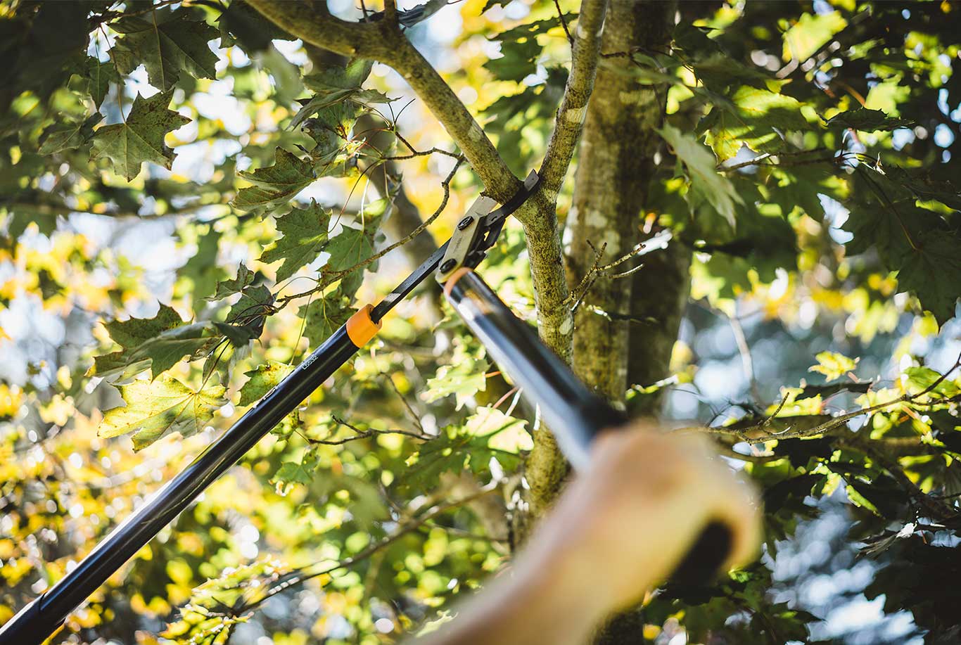 Tree Pruning & Tree Removal-Palm Springs Tree Trimming and Tree Removal Services-We Offer Tree Trimming Services, Tree Removal, Tree Pruning, Tree Cutting, Residential and Commercial Tree Trimming Services, Storm Damage, Emergency Tree Removal, Land Clearing, Tree Companies, Tree Care Service, Stump Grinding, and we're the Best Tree Trimming Company Near You Guaranteed!