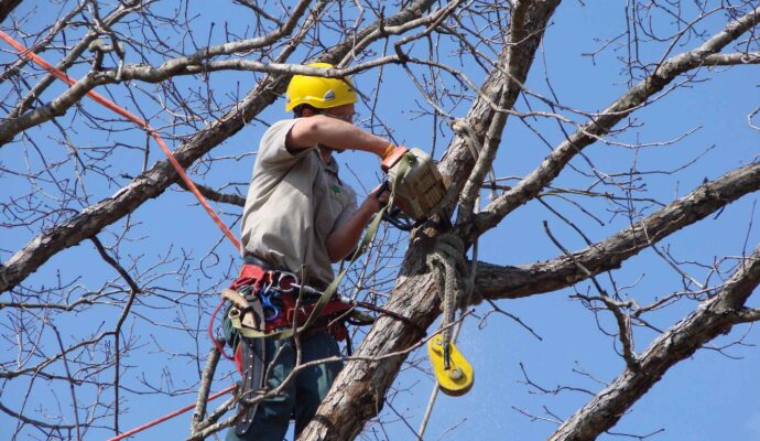 Tree Trimming Services-Palm Springs Tree Trimming and Tree Removal Services-We Offer Tree Trimming Services, Tree Removal, Tree Pruning, Tree Cutting, Residential and Commercial Tree Trimming Services, Storm Damage, Emergency Tree Removal, Land Clearing, Tree Companies, Tree Care Service, Stump Grinding, and we're the Best Tree Trimming Company Near You Guaranteed!