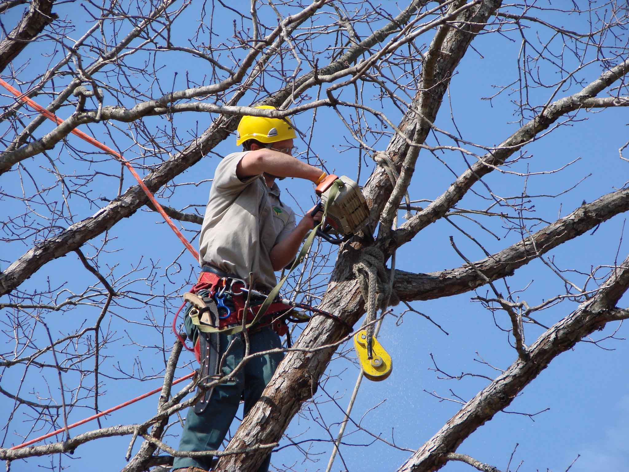 Tree Trimming Services-Palm Springs Tree Trimming and Tree Removal Services-We Offer Tree Trimming Services, Tree Removal, Tree Pruning, Tree Cutting, Residential and Commercial Tree Trimming Services, Storm Damage, Emergency Tree Removal, Land Clearing, Tree Companies, Tree Care Service, Stump Grinding, and we're the Best Tree Trimming Company Near You Guaranteed!