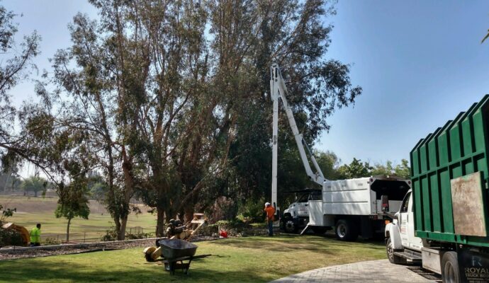 Commercial Tree Services Palm Springs-Pro Tree Trimming & Removal Team of Palm Springs