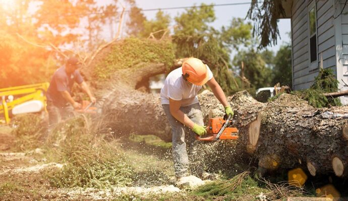 Emergency Tree Removal Palm Springs-Pro Tree Trimming & Removal Team of Palm Springs