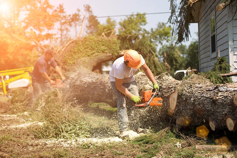 Emergency Tree Removal Palm Springs-Pro Tree Trimming & Removal Team of Palm Springs