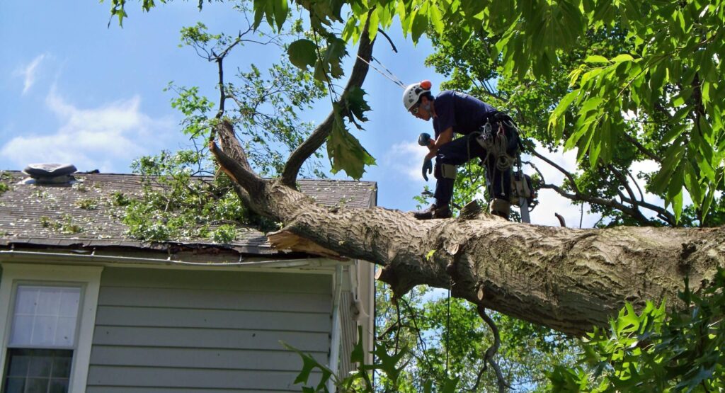 Emergency-Tree-Removal-Services Pro-Tree-Trimming-Removal-Team-of-Palm Springs