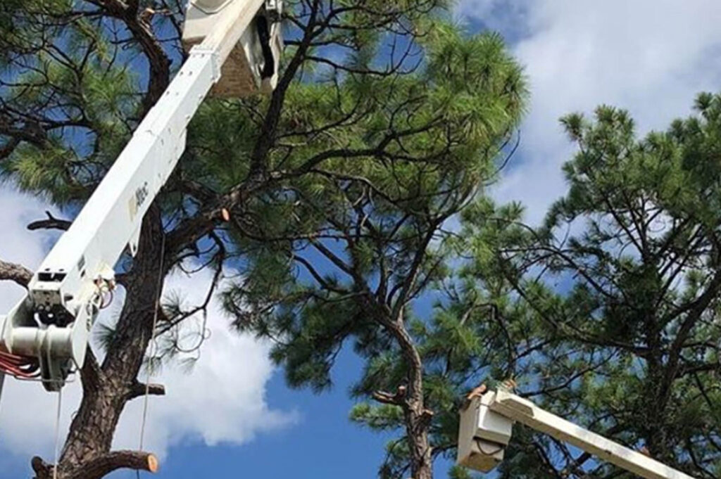 Palm Springs Commercial Tree Services-Pro Tree Trimming & Removal Team of Palm Springs