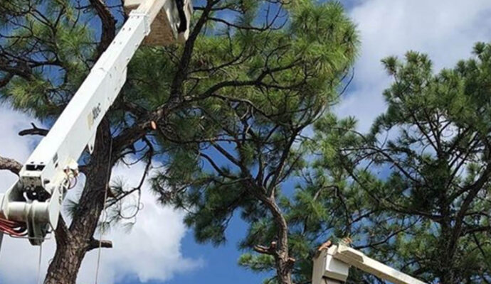 Palm Springs Commercial Tree Services-Pro Tree Trimming & Removal Team of Palm Springs