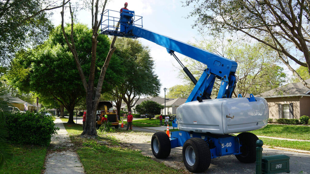 Palm Springs Residential Tree Services-Pro Tree Trimming & Removal Team of Palm Springs