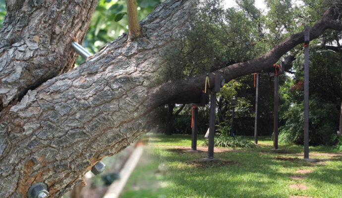 Palm Springs Tree Bracing & Tree Cabling-Pro Tree Trimming & Removal Team of Palm Springs