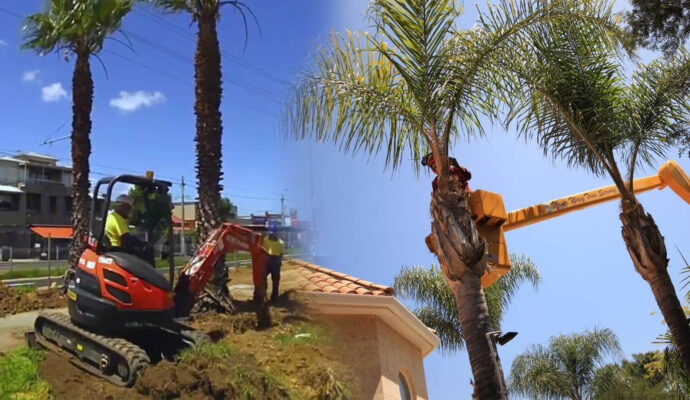 Palm Tree Trimming & Palm Tree Removal Near Me-Pro Tree Trimming & Removal Team of Palm Springs