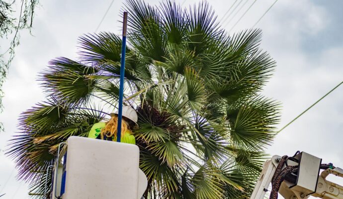 Palm-Tree-Trimming-Palm-Tree-Removal-Services Pro-Tree-Trimming-Removal-Team-of-Palm Springs