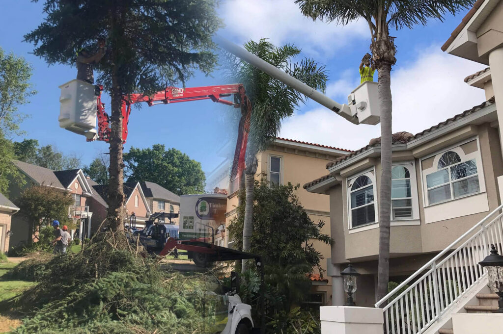 Residential Tree Services Affordable-Pro Tree Trimming & Removal Team of Palm Springs