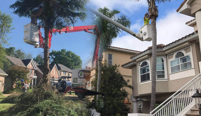 Residential Tree Services Affordable-Pro Tree Trimming & Removal Team of Palm Springs