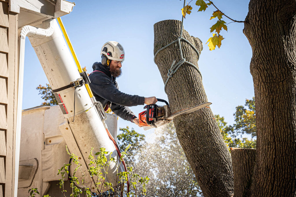 Residential-Tree-Services-Services Pro-Tree-Trimming-Removal-Team-of-Palm Springs