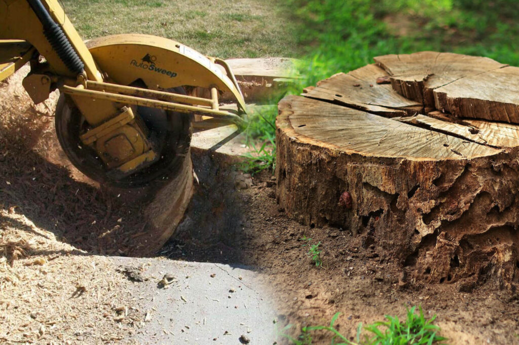 Stump Grinding & Removal Affordable-Pro Tree Trimming & Removal Team of Palm Springs