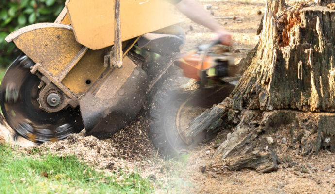 Stump Grinding & Removal Near Me-Pro Tree Trimming & Removal Team of Palm Springs