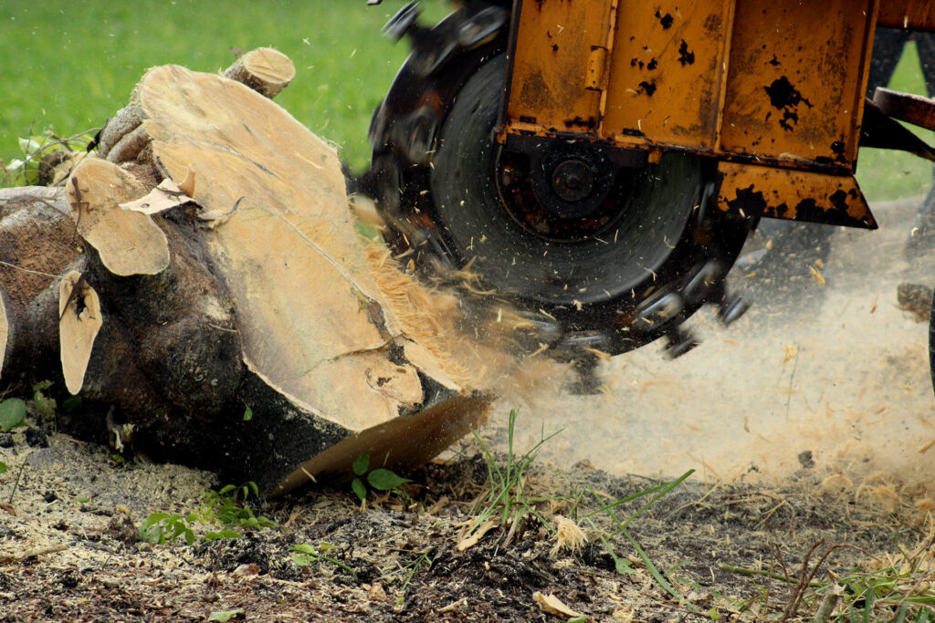 Stump-Grinding-Removal-Services Pro-Tree-Trimming-Removal-Team-of-Palm Springs