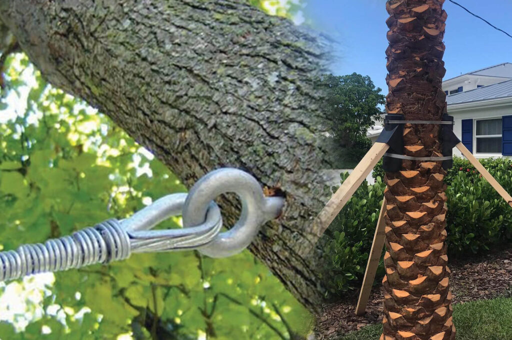 Tree Bracing & Tree Cabling Affordable-Pro Tree Trimming & Removal Team of Palm Springs
