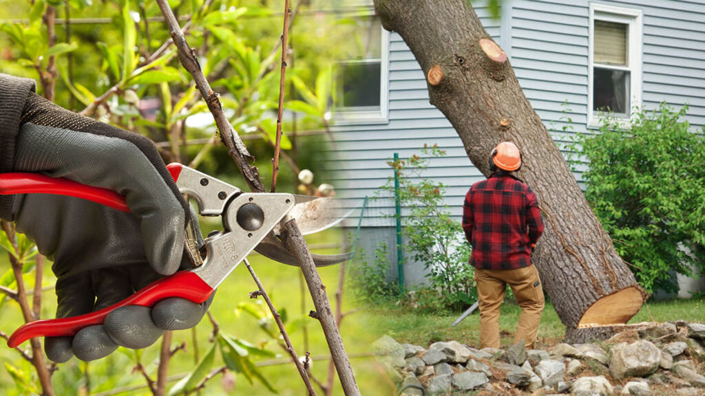 Tree Pruning & Tree Removal Near Me-Pro Tree Trimming & Removal Team of Palm Springs