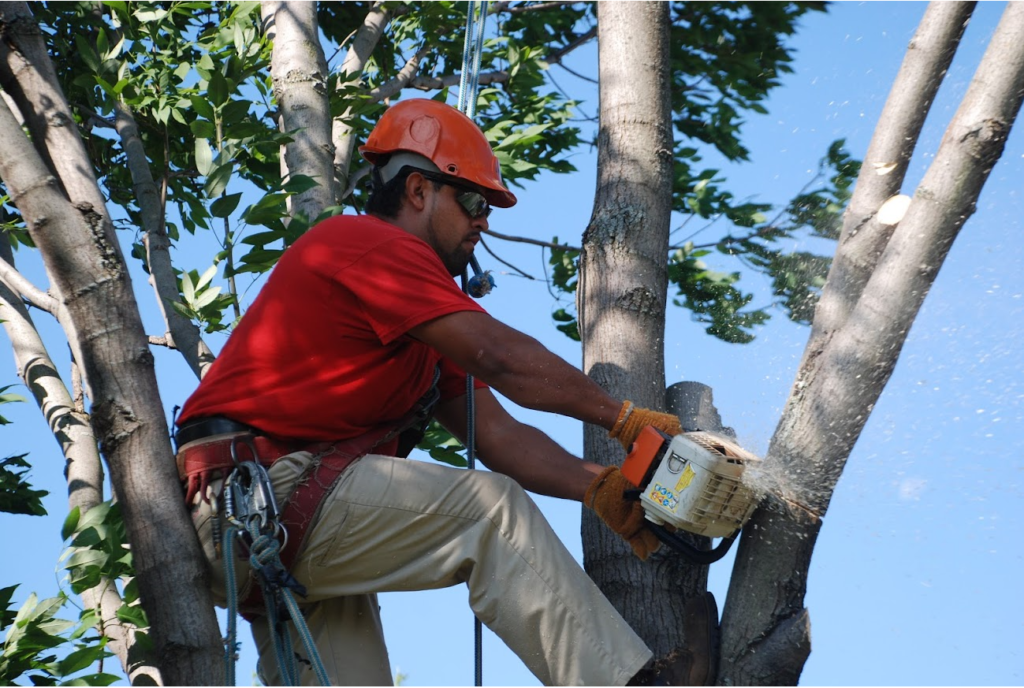 Tree Pruning & Tree Removal Palm Springs-Pro Tree Trimming & Removal Team of Palm Springs