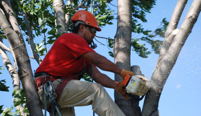 Tree Pruning & Tree Removal Palm Springs-Pro Tree Trimming & Removal Team of Palm Springs