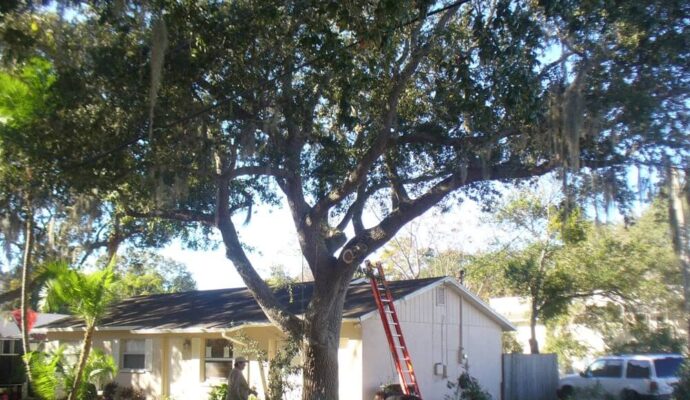 Tree-Pruning-Tree-Removal-Services Pro-Tree-Trimming-Removal-Team-of-Palm Springs