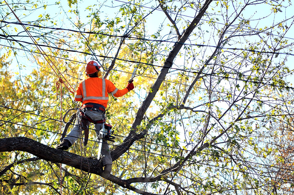 Tree Trimming Services Affordable-Pro Tree Trimming & Removal Team of Palm Springs