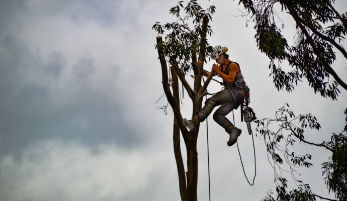 Tree-Trimming-Services-Services Pro-Tree-Trimming-Removal-Team-of Palm Springs