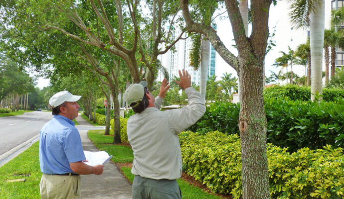 Arborist Consultations-Pros-Pro Tree Trimming & Removal Team of Palm Springs