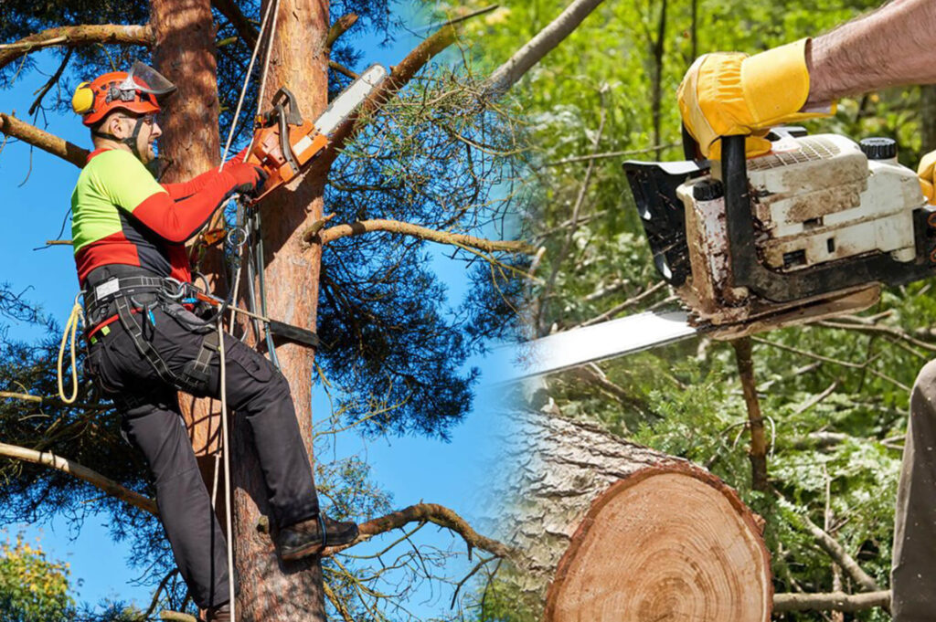 Commercial Tree Services Experts-Pro Tree Trimming & Removal Team of Palm Springs