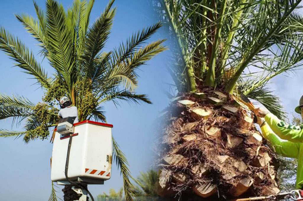 Palm Tree Trimming & Palm Tree Removal Experts-Pro Tree Trimming & Removal Team of Palm Springs