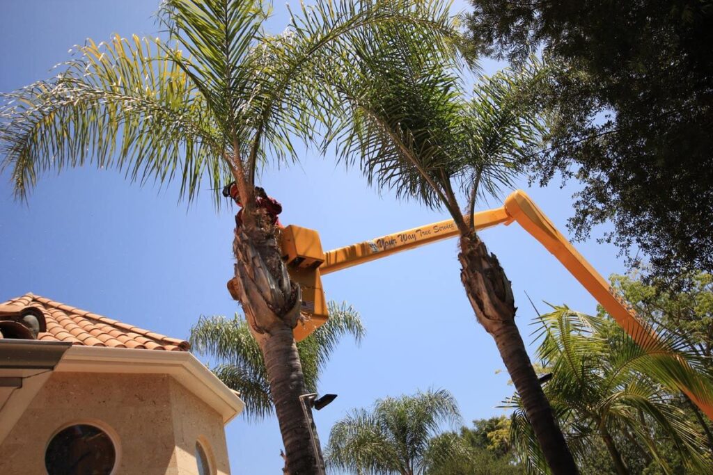 Palm Tree Trimming-Pros-Pro Tree Trimming & Removal Team of Palm Springs