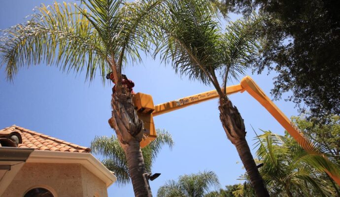 Palm Tree Trimming-Pros-Pro Tree Trimming & Removal Team of Palm Springs