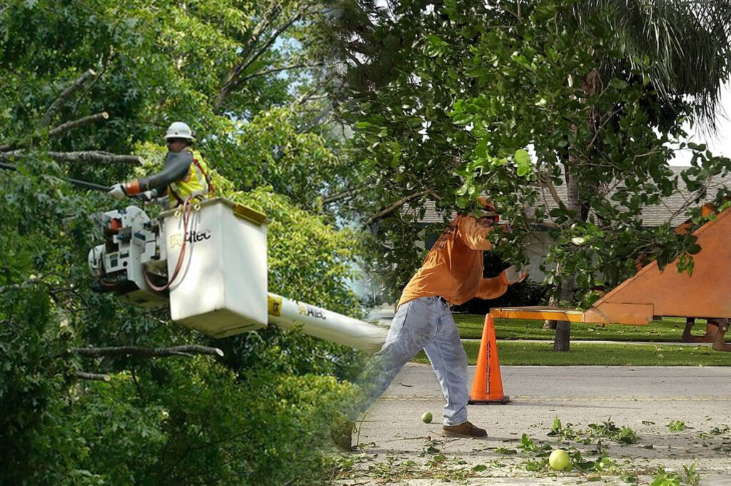 Residential Tree Services Experts-Pro Tree Trimming & Removal Team of Palm Springs