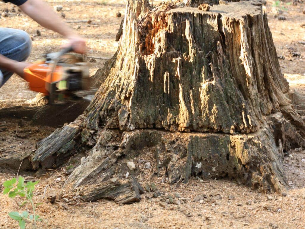 Stump Removal-Pros-Pro Tree Trimming & Removal Team of Palm Springs
