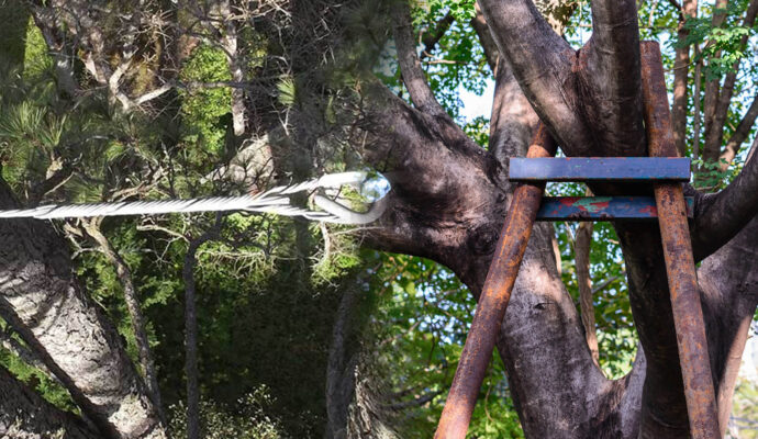Tree Bracing & Tree Cabling Experts-Pro Tree Trimming & Removal Team of Palm Springs