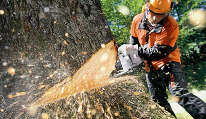 Tree Cutting-Pros-Pro Tree Trimming & Removal Team of Palm Springs