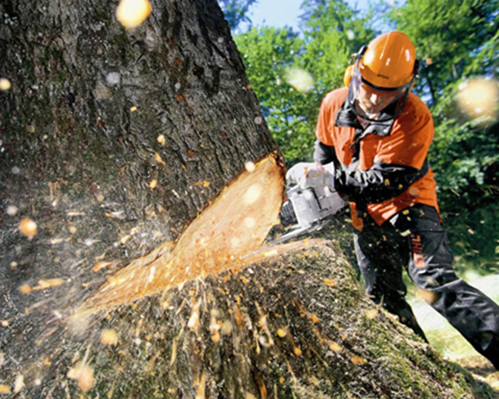 Tree Cutting-Pros-Pro Tree Trimming & Removal Team of Palm Springs