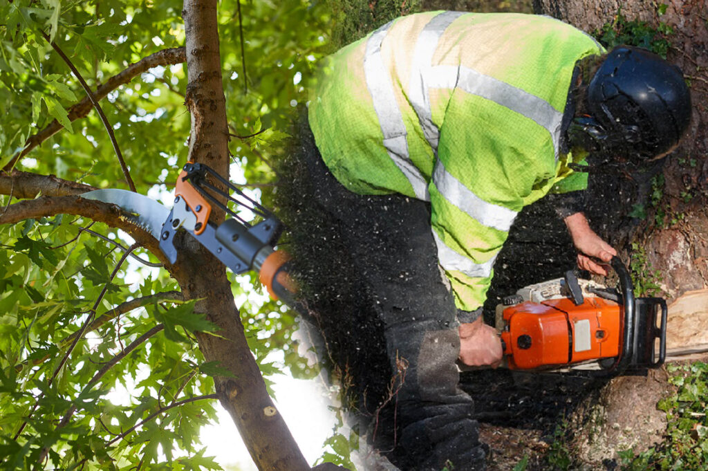 Tree Pruning & Tree Removal Experts-Pro Tree Trimming & Removal Team of Palm Springs