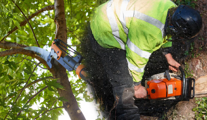 Tree Pruning & Tree Removal Experts-Pro Tree Trimming & Removal Team of Palm Springs
