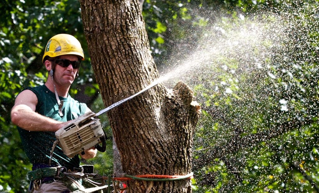 Tree Trimming-Pros-Pro Tree Trimming & Removal Team of Palm Springs