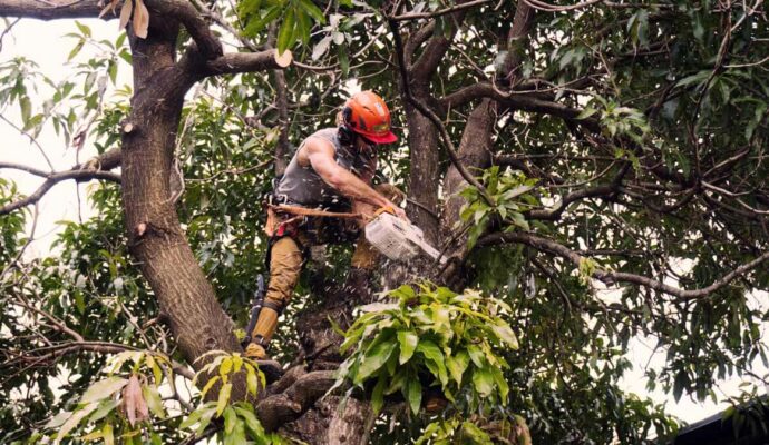 Tree Trimming Services Experts-Pro Tree Trimming & Removal Team of Palm Springs